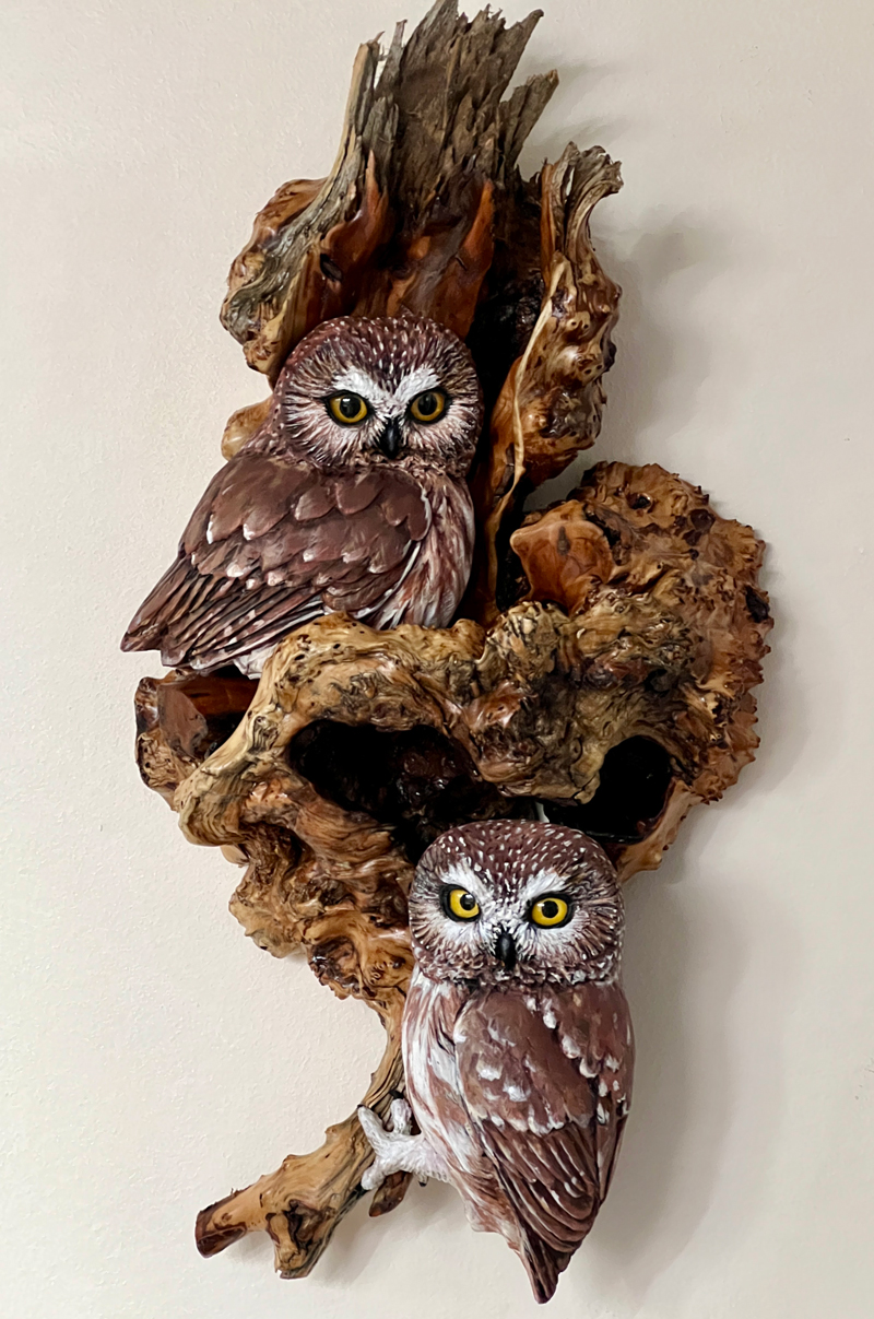 screech owl perches on douglas fir root