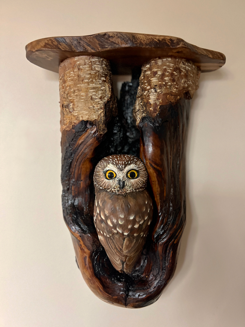 pygmy owl in cedar root frame