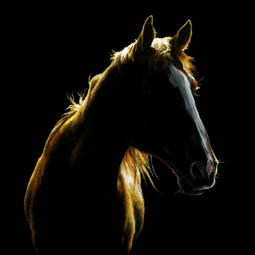 horse bright silhouhette black backdrop
