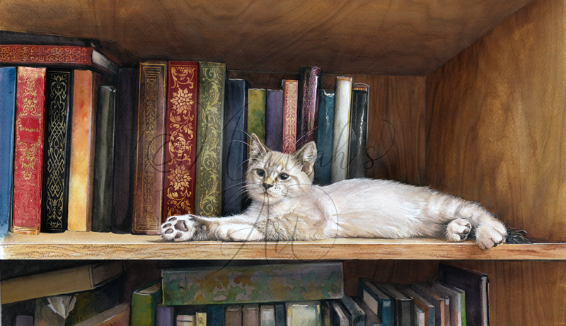 kitten lying on shelf with books