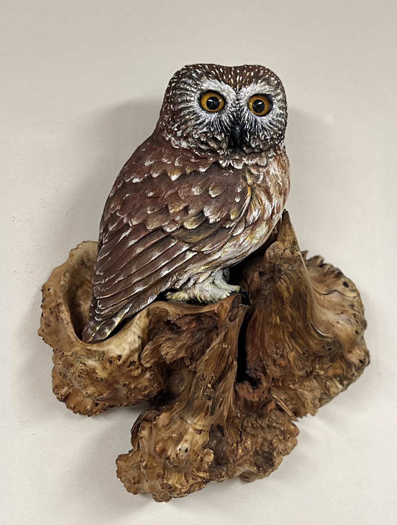 sawwhet owl perches on birch burl