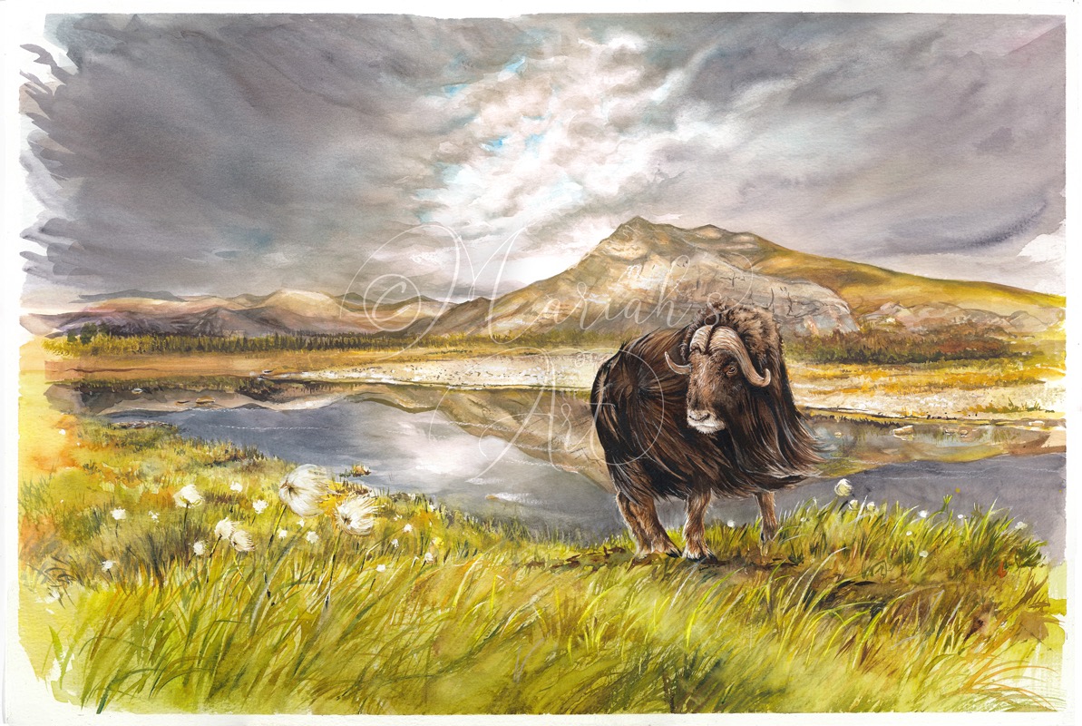 musk ox walks across windswept plain watercolour