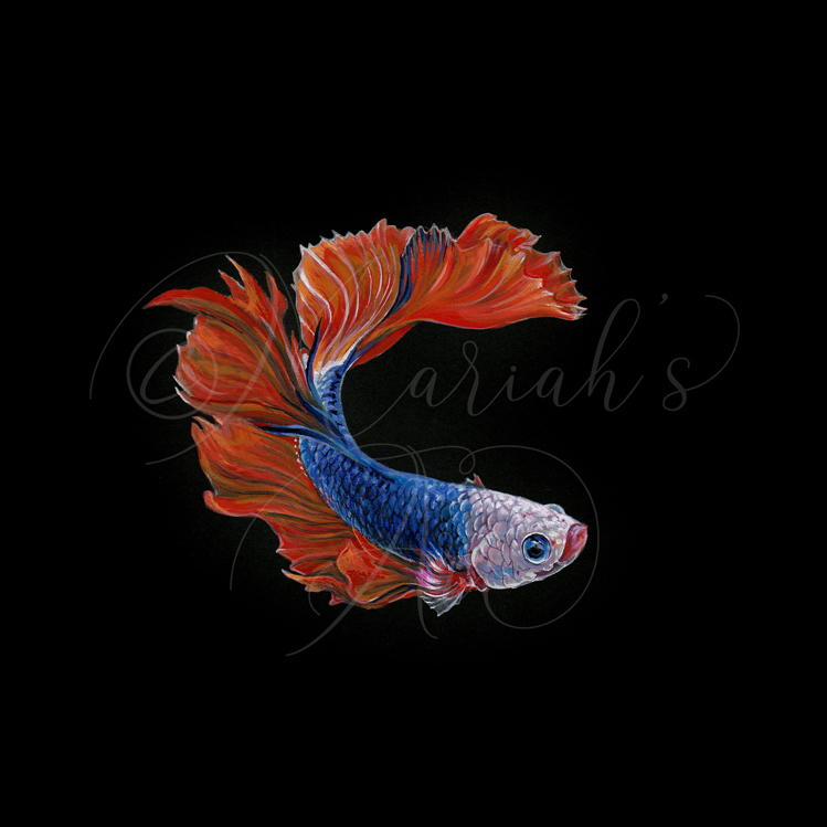 blue and red siamese fighting fish against black background
