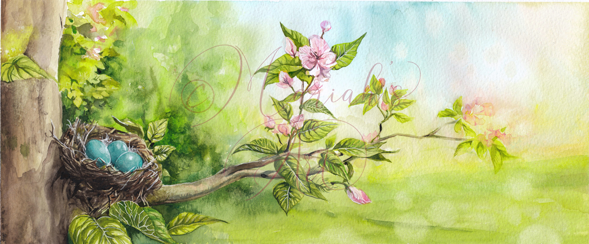 watercolour panorama of robin's next on apple blossom branch