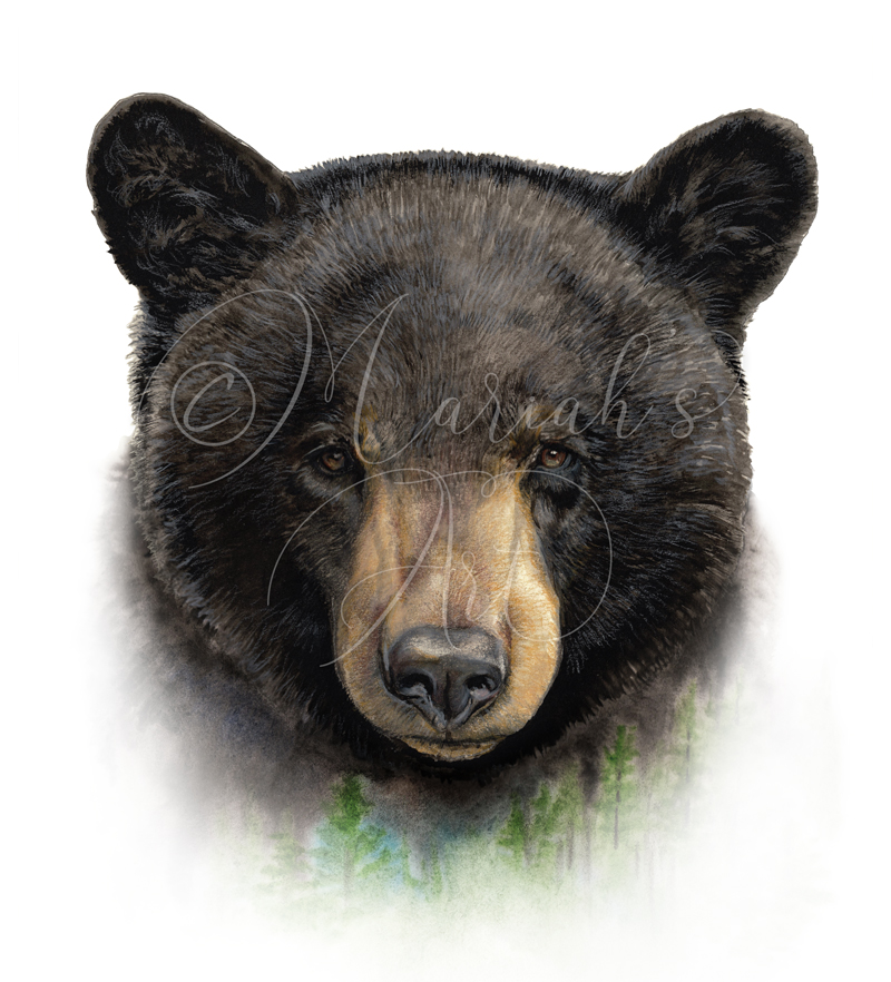 Black bear head portrait