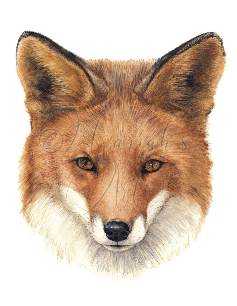 Red fox head portrait