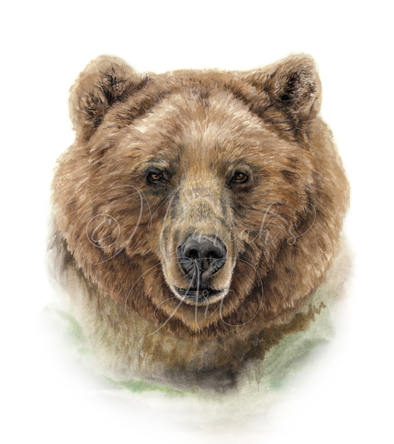 grizzly bear head portrait