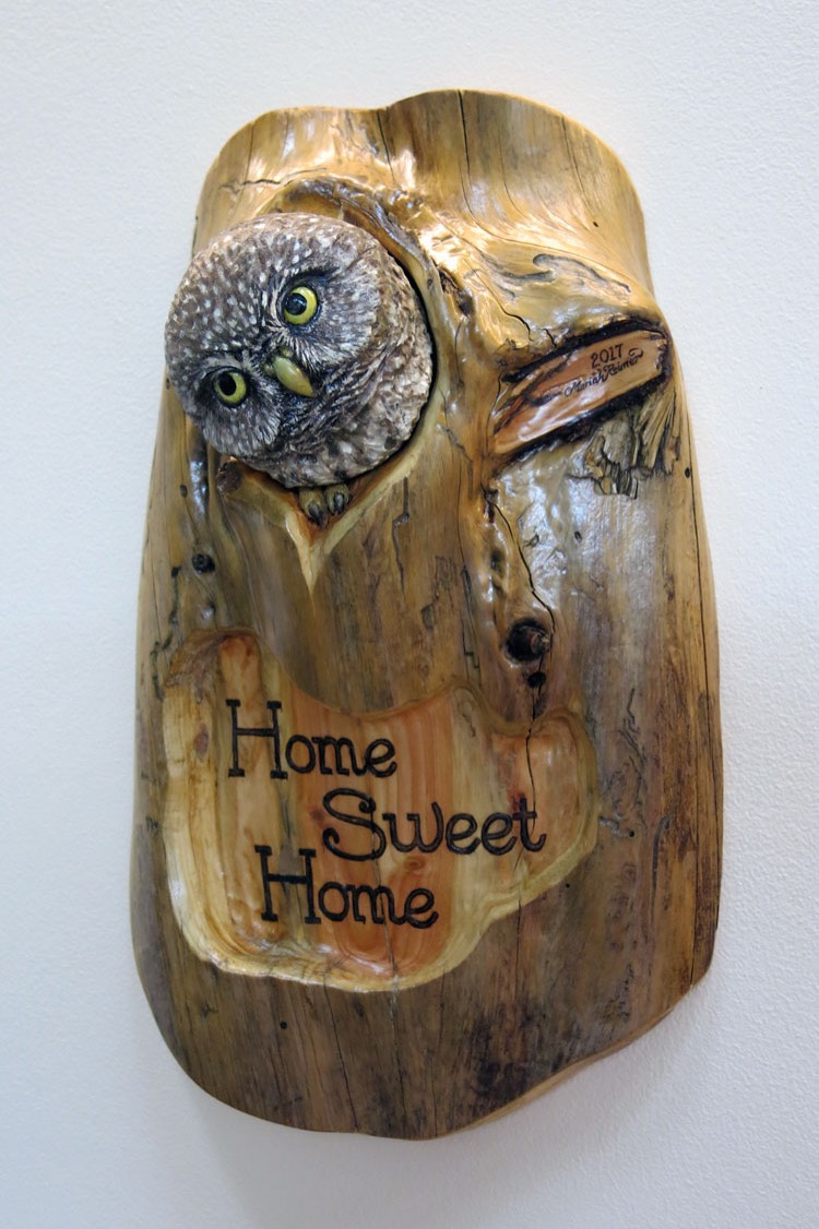 pygmy owl in pine den