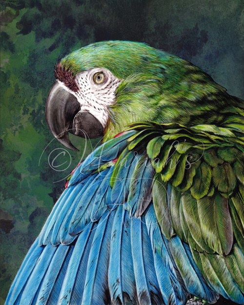 chestnut fronted macaw