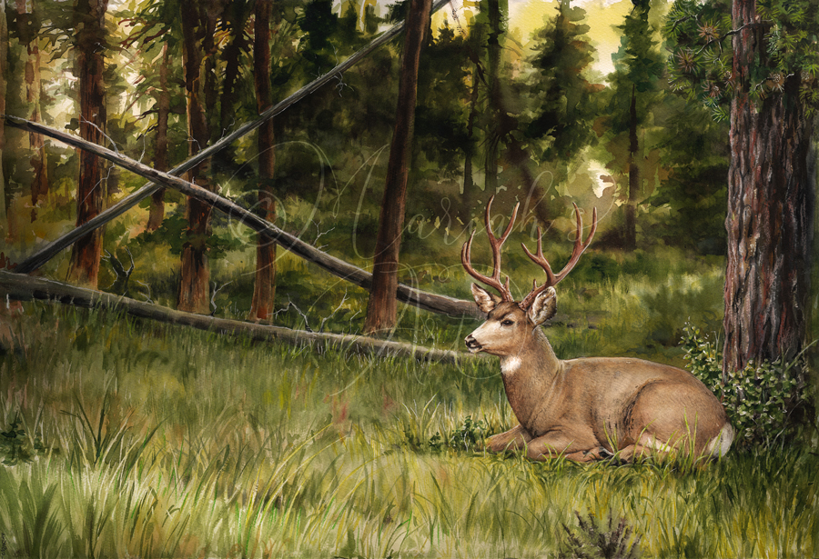 Mule-deer buck resting in forest