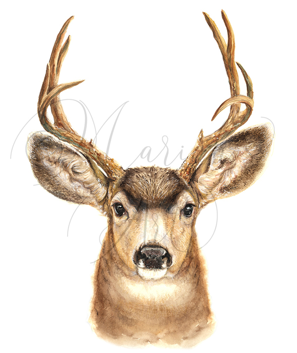 Mule-deer buck head portrait