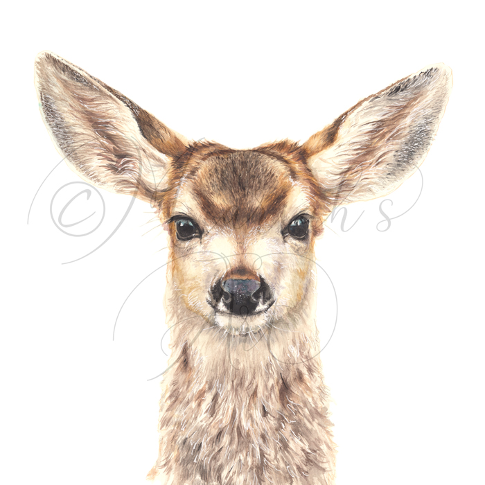 ule-deer fawn head portrait