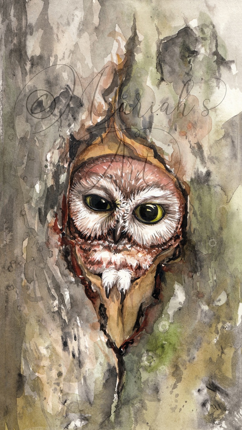 pygmy owl watercolour