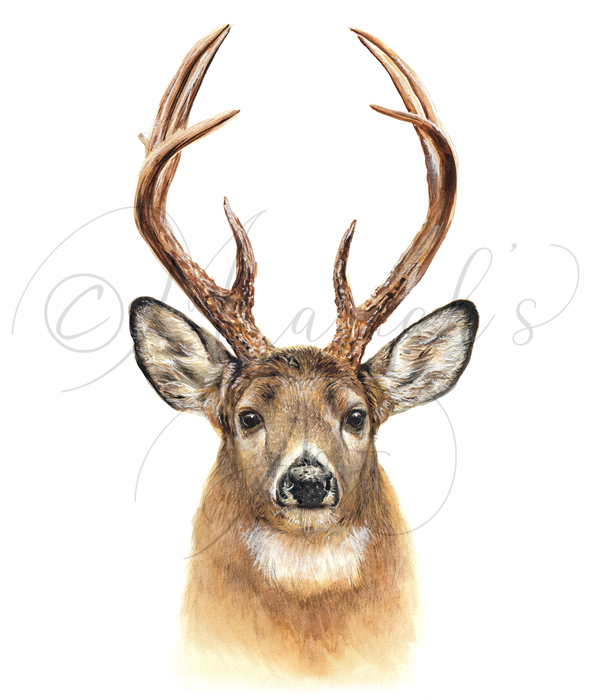 Whitetail buck head portrait