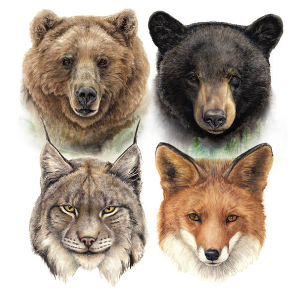 Wildlife Portraits