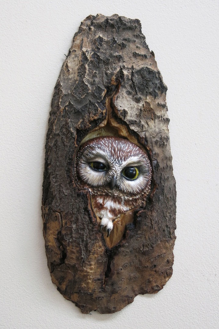 pygmy owl in poplar den